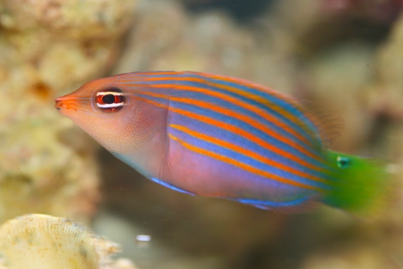 large_12821_large_8932_Sixline-Wrasse.jpg