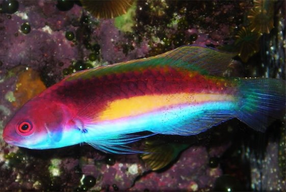 large_12822_purple-velvet-wrasse-cirrhilabrus-luteovittatus-LRNR1.jpg