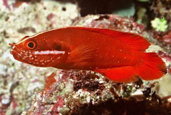large_12849_red-soapfish-suttonia-lineataLRNR-1.jpg