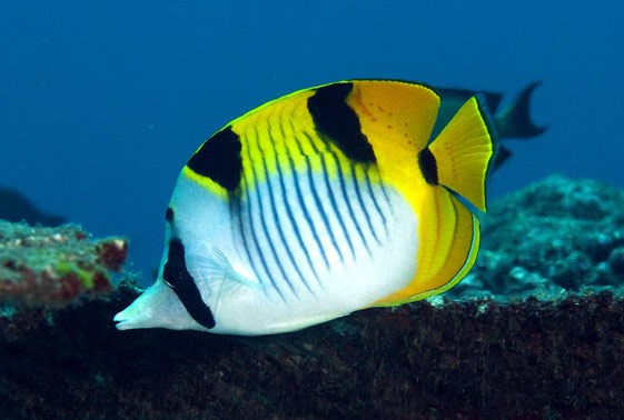 large_12858_true-falcula-butterflyfish-chaetodon-falcula-1LRR.jpg