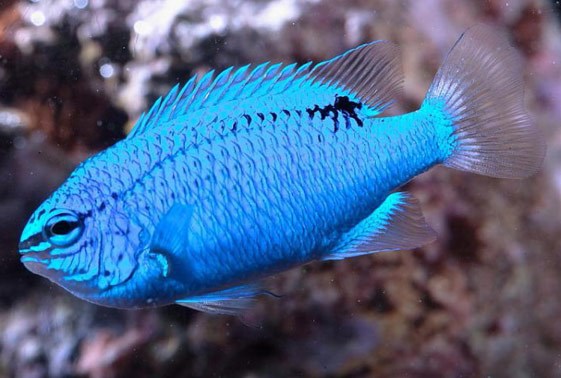 large_12861_blue-damselfish-chrysiptera-cyanea-1LRR.jpg