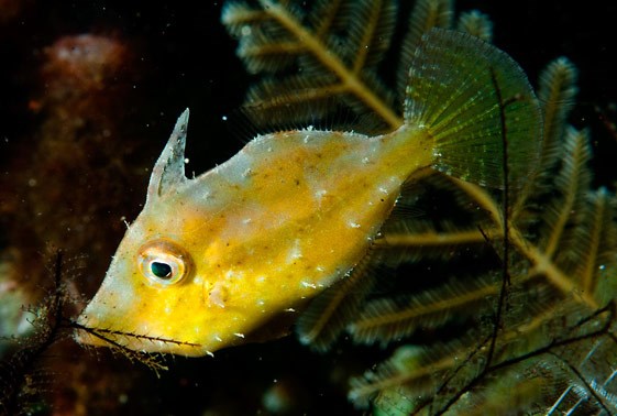 large_12864_fan-bellied-filefish-monacanthus-chinensis-LRNR1.jpg