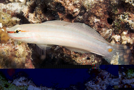 large_12867_orangemarked-goby-amblygobius-decussatus-LRNR1.jpg