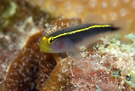 large_12868_yellowstripe-neon-goby-gobiosoma-sp-LRNR1.jpg