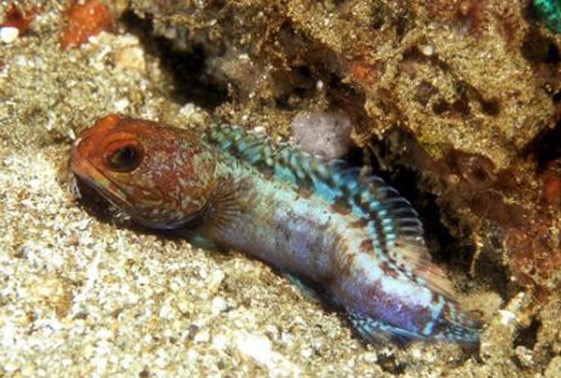 large_12869_dusky-jawfish-opistognathus-whitehurstii-LRNR1.jpg