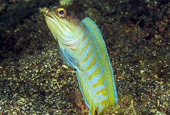 large_12870_tiger-jawfish-opistognathus-gilberti-LRNR1.jpg