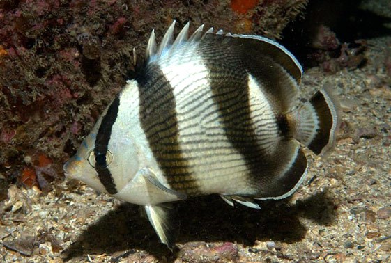 large_12871_banded-butterflyfish-chaetodon-striatus-LRNR1.jpg