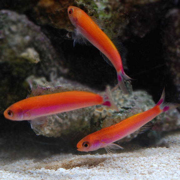 large_12884_large_10118_large_10118_Waitei_anthias.jpg