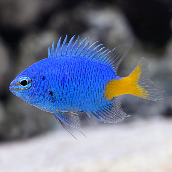 large_12896_lg_70444_Yellowtail_LRNRDamselfish.jpg
