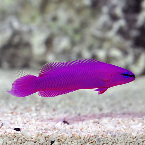 large_12903_lg91980LRNROrchidDottyback.jpg