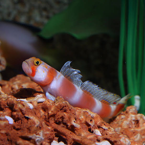 large_12912_Pink_ar_Goby_LRNR02.jpeg