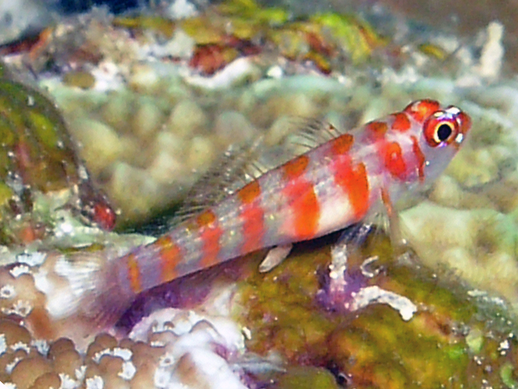 large_12914_Orange_Banded_Goby_LRNR.jpg