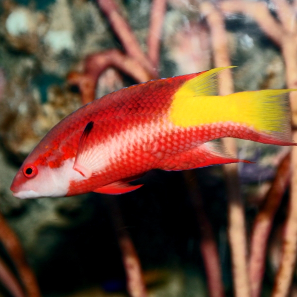 large_12916_Cuban_Hogfish_LRNR.jpg
