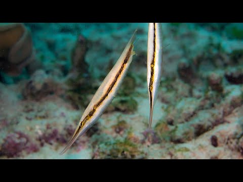 large_12922_Striped_Shrimpfish_LRNR.jpg