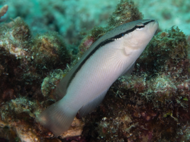 large_12926_Blackstripe_dottyback_LRNR(Pseudochromis_perspicillatus)_(33461660988).jpg