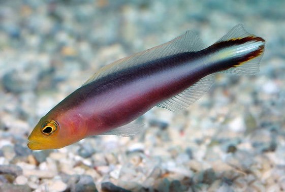 Rainbow Pseudochromis