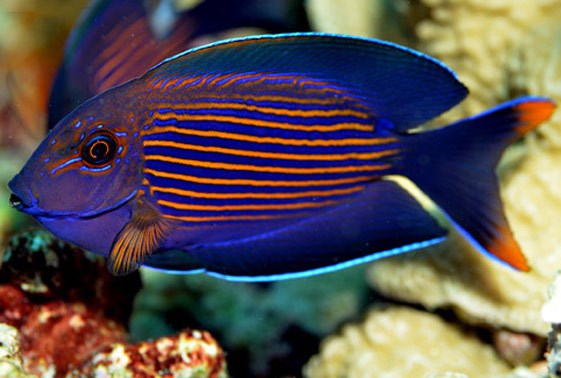 large_12936_orange-stripe-bristletooth-tang-ctenochaetusLRNR-cf-striatus-1.jpg