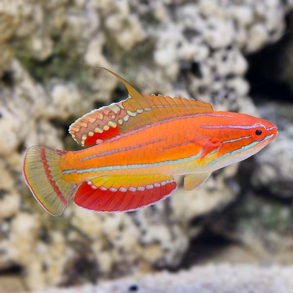 large_12944_McCoskers_Flasher_Wrasse_LRNR.jpg