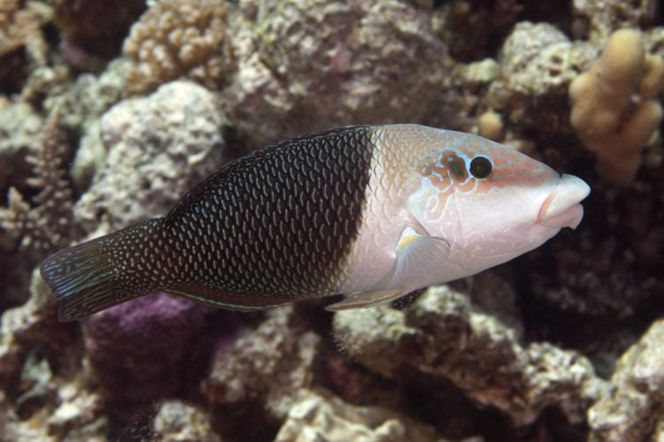 large_12952_half-and-half-wrasse-LRNRe1551795909894.jpg