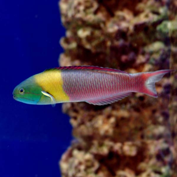 large_12953_lg-96188_Paddlefin_Wrasse_LRNR_Male.jpg