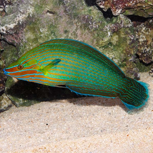 large_12957_lg-36821_Richmonds_Wrasse_Male_LRNR.jpg