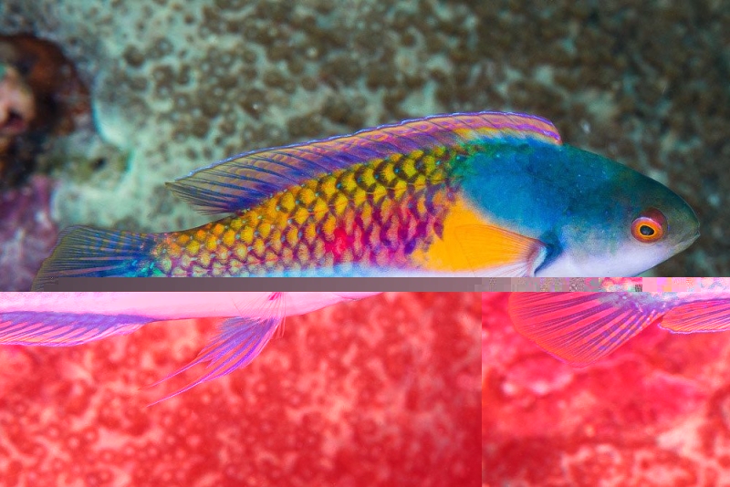 large_12962_Yellow_Flanked_Fairy_Wrasse_LRNR.jpg