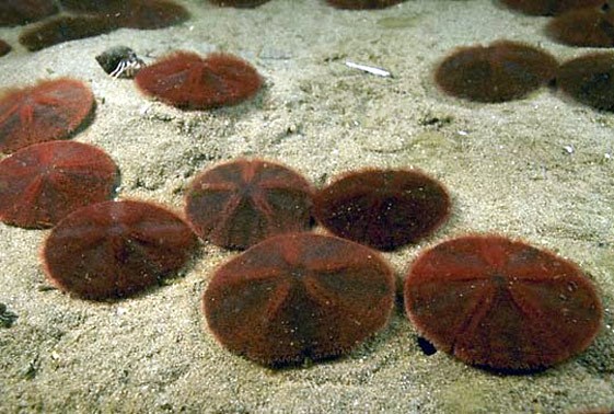 large_12965_sand-dollar-echinarachnius-parma_LRNR-1.jpg