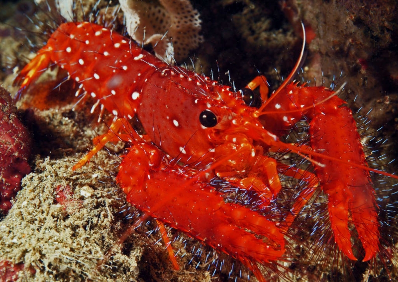 large_12966_RedReefLobster_LRNR1.jpg