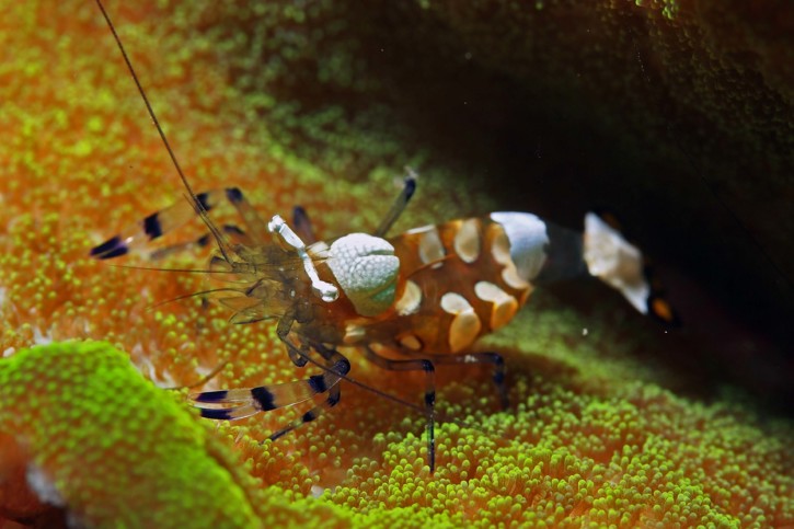 large_12972_Anemone_Shrimp_LRNR.jpg
