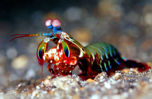 large_12973_Peacock_Mantis_Shrimp_LRNR.jpg