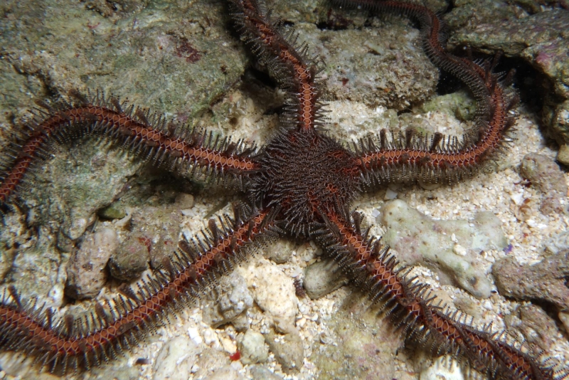 large_12976_Brittle_Starfish_LRNR.jpeg