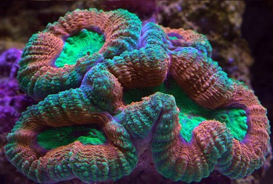 large_12980_lobophyllia-brain-coral-lobophyllia-hemprichii-1.jpg
