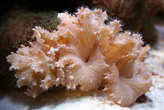 large_12983_cabbage-leather-coral-sinularia-dura-1.jpg