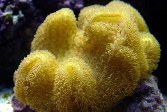 large_12986_yellow-fiji-leather-coral-sarcophyton-elegans-1.jpg