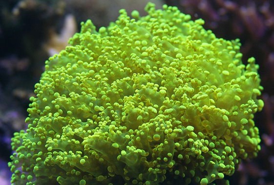frogspawn coral