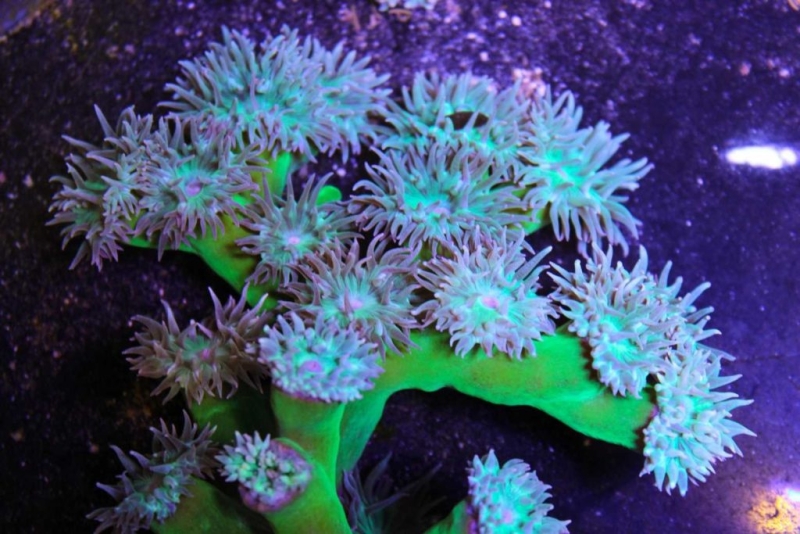 large_13001_Duncan_Coral_LRNR.jpg