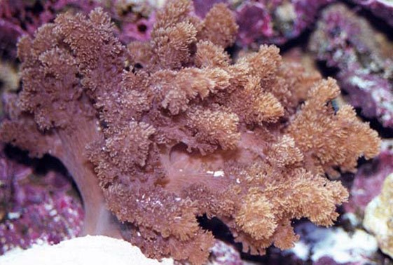 large_13007_colt-soft-coral-alcyonium-sp-1.jpg