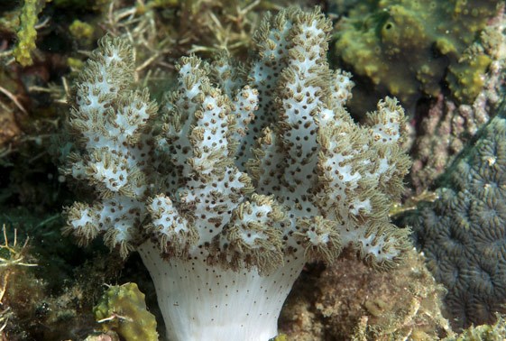 large_13008_young-soft-coral-cladiella-sp-1.jpg