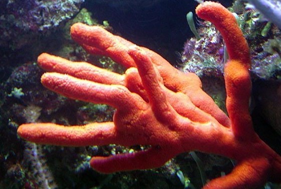 large_13009_finger-sponge-ptilocaulis-sp-1.jpg