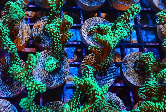 large_13030_screaming-green-seriatopora-seritopora-sp-LRNR1.jpg