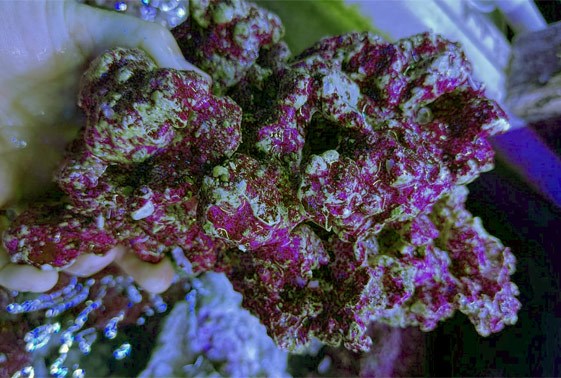 large_13039_cured-real-reef-rock-fiji-style-real-reef-LRNR1.jpg