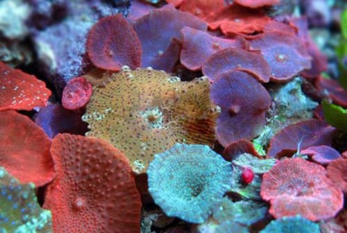 large_13043_Assorted_mushroom_corals_LRNR.jpg