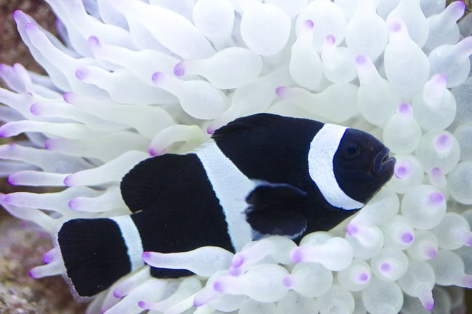 large_13049_19057-1-black-and-white-ocellaris-clownfish-LRNR.jpg