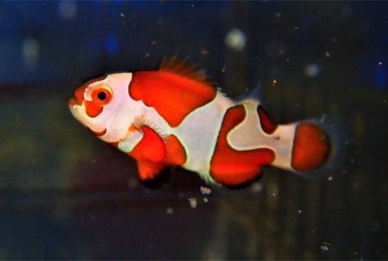 large_13052_orange-storm-ocellaris-clown-amphiprion-ocellaris-1.jpg
