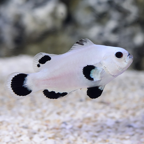 large_13053_Snow_storm_clownfish_ocellaris_LRNR.jpg