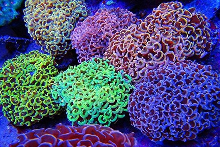 large_13060_Hammer_coral_LRNR.jpg