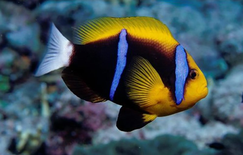 large_13062_Bluestripe_clown_fish_LRNR.jpg