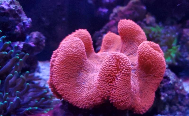 large_13065_Carpet_anemone_LRNR.jpg
