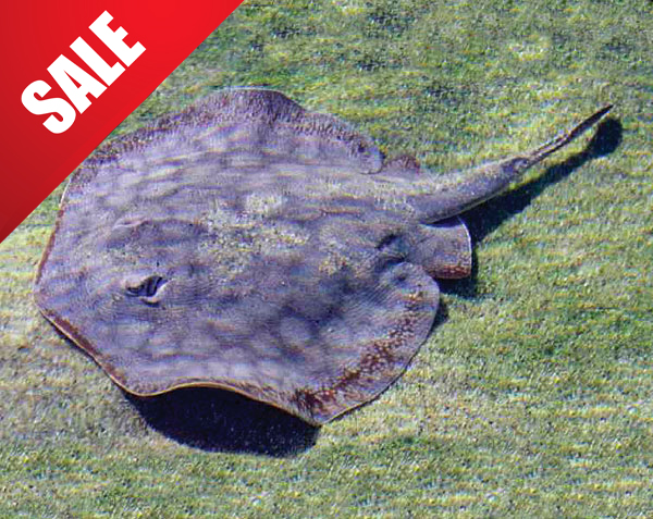 large_13362_california-stingray-sale.jpg