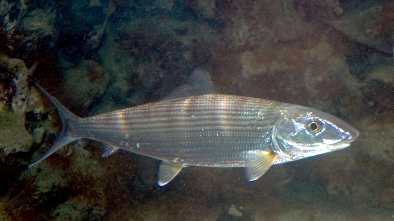large_13842_LRNR-Bonefish_Albula_vulpes.jpg